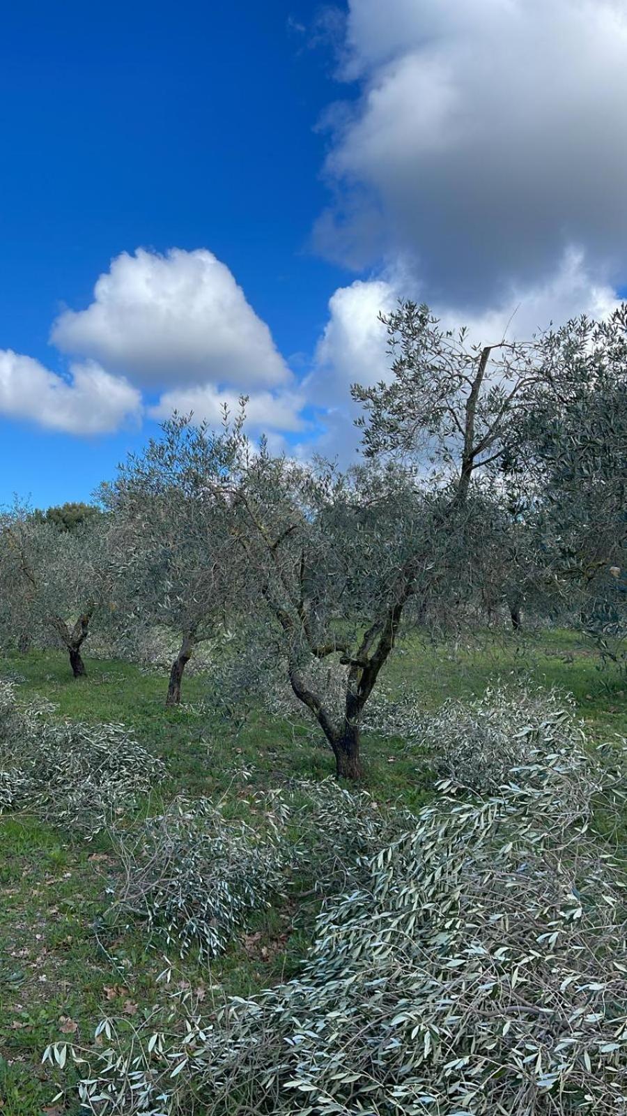 Agriturismo Podere Campalto Campiglia Marittima Zewnętrze zdjęcie