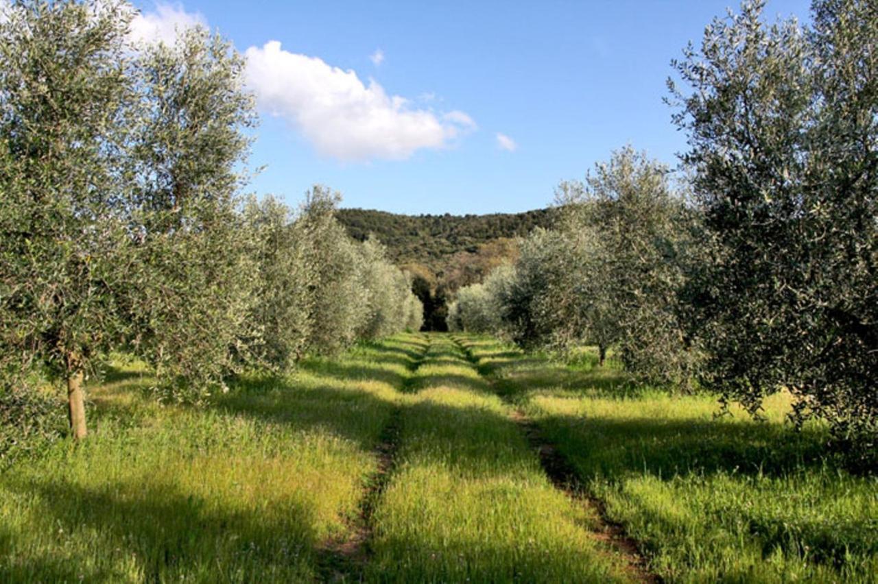 Agriturismo Podere Campalto Campiglia Marittima Pokój zdjęcie